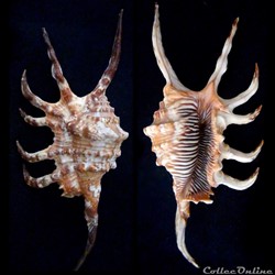 Lambis robusta (Swainson, 1821)