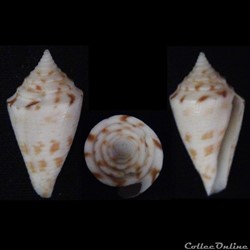 Conasprella memiae (Habe & Kosuge, 1970)