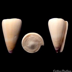 Virgiconus flavidus (Lamarck, 1810)