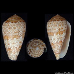 Leptoconus natalis (Sowerby II, 1858)