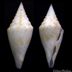Turriconus (Turriconus) rizali (Olivera & Biggs, 2010)