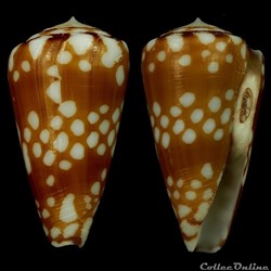 Eugeniconus cordigera (Sowerby II, 1866)