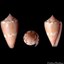 Dauciconus (Purpuriconus) archetypus (Crosse, 1865)