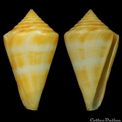 Dauciconus (Dauciconus) stimpsoni (Dall, 1902)
