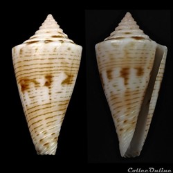 Kioconus (Nitidoconus) ruthae Monnier & Limpalaër, 2013