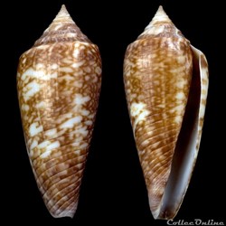 Phasmoconus (Phasmoconus) lienardi (Bernardi & Crosse, 1861)