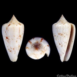 Phasmoconus (Phasmoconus) iodostoma (Reeve, 1843)