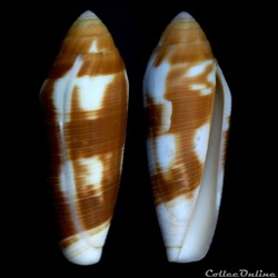 Virgiconus (Pseudohermes) violaceus (Gmelin, 1792)