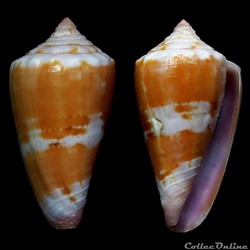 Dauciconus (Purpuriconus) sphacelatus (Sowerby I, 1833)