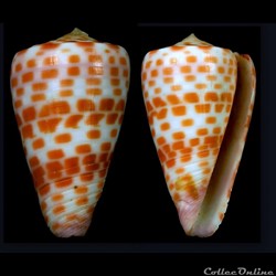 Tesseliconus edaphus (Dall, 1910)