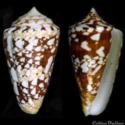 Cylindrus ammiralis (Linnaeus, 1758)