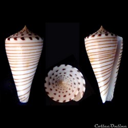Klemaeconus hirasei (Kuroda, 1956)