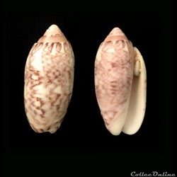 Oliva annulata (Gmelin, 1791)