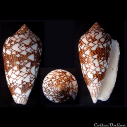 Cylindrus textile (Linnaeus, 1758)