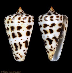 Lindaconus baylei (Jousseaume, 1872)
