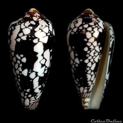 Darioconus magnificus (Reeve, 1843