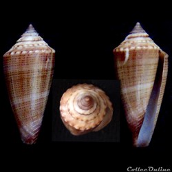 Calibanus (Calibanus) furvus f. granifer (Reeve, 1843)