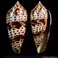 Phasmoconus (Phasmoconus) lynceus (Sowerby II, 1858)