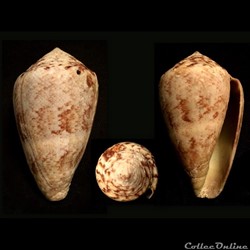 Lautoconus (Lautoconus) ventricosus (Gmelin, 1791)