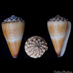Fraterconus distans (Hwass in Bruguière, 179