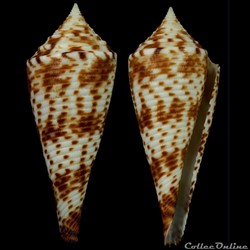 Fusiconus (Bathyconus) comatosus (Pilsbry, 1904)