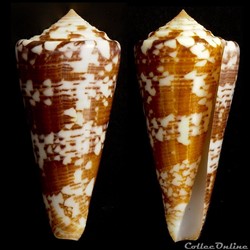 Calibanus (Thalassiconus) thomae (Gmelin, 1791)