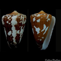 Darioconus thailandis (da Mo a, 1978)