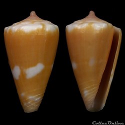 Dauciconus (Purpuriconus) magellanicus (Hwass, 1792)