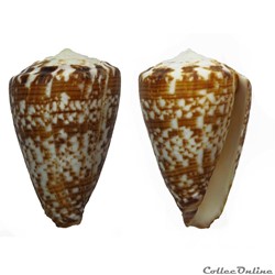 Kalloconus (Trovaoconus) ateralbus (Kiener, 1850)