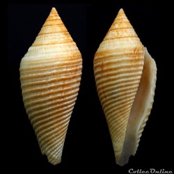 Pseudoconorbis coromandelicus (E.A. Smith, 1894)