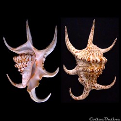 Harpago chiragra (Linnaeus, 1758)