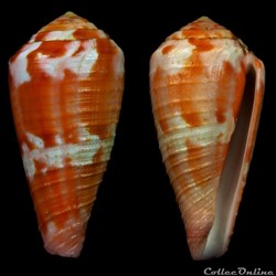 Rhizoconus pertusus pertusus (Hwass in Bruguière, 1792)