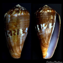 Floraconus (Floraconus) mozambicus (Hwass in Bruguière, 1792)