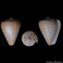 Dendroconus betulinus (Linnaeus, 1758)