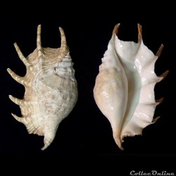 Lambis truncata ([Lightfoot, 1786)
