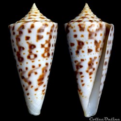 Dauciconus ( Dauciconus) clerii (Reeve, 1844)