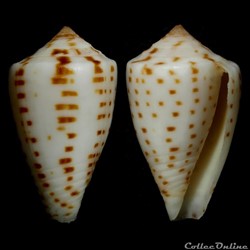 Phasmoconus (Phasmoconus) erythraeensis (Reeve, 1843)