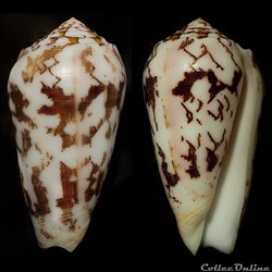 Pionoconus striatus juliaallaryae (Cossignani, 2013)