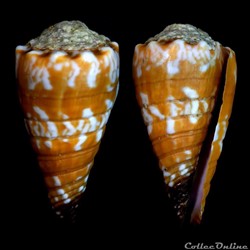 Fraterconus distans (Hwass in Bruguière, 179