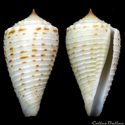 Asprella samiae (da Motta, 1982)