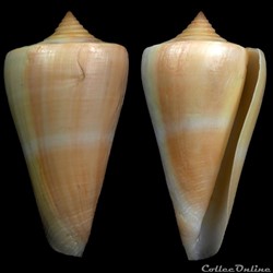 Dauciconus (Dauciconus) virgatus (Reeve, 1849)