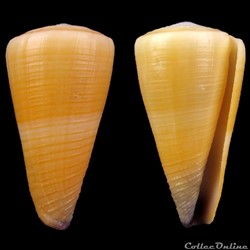 Virgiconus emaciatus (Reeve, 1849)
