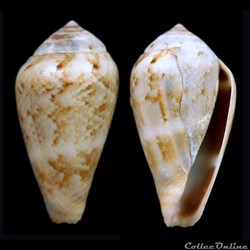 Lautoconus (Lautoconus) species