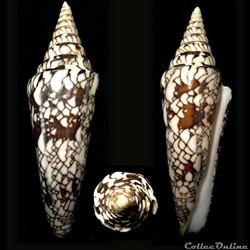 Leptoconus milneedwardsi milneedwardsi (Jousseaume, 1894)