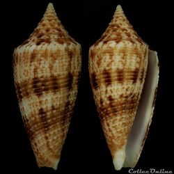 Phasmoconus (Phasmoconus) indomaris Bozze , 2014