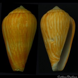 Lautoconus (Varioconus) naranjus (Trovão, 1975)