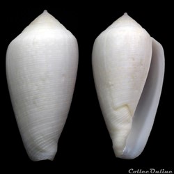 Floraconus (Floraconus) cocceus (Reeve, 1844)