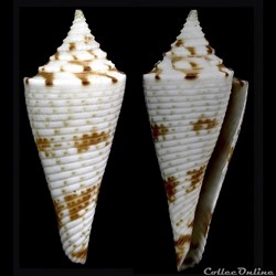 Fusiconus (Bathyconus) schepmani (Fulton, 1936)