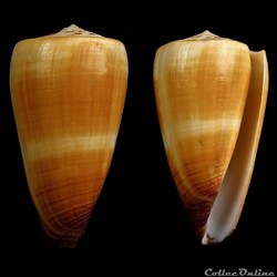 Strategoconus (Vituliconus) ferrugineus (Hwass in Bruguière, 1792)