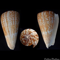 Kalloconus (Kalloconus) pulcher (Lighfoot, 1786)